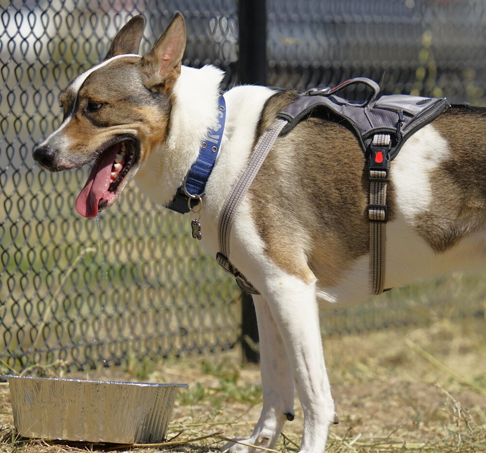 Cheney dog park opens Cheney Free Press