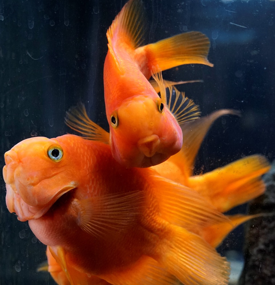 New tropical fish store set to open Cheney Free Press